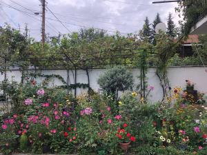 Guest House PIROSMANI外面的花园