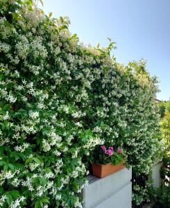 un seto con flores blancas en una pared blanca en La Casa del Sole en Carpi