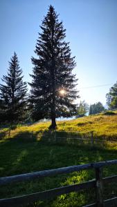 a tree in the middle of a field with a fence at Triglav Cottage in Bohinj
