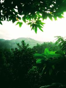 einen Blick auf einen Wald mit Bergen im Hintergrund in der Unterkunft Green Jungle " Cool view" in Ella