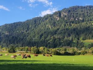 uma manada de cavalos a pastar num campo em frente a uma montanha em Glück auf - Ferienhaus zum Rauchfangkehrer em Wörgl