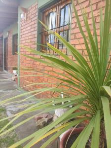 una planta delante de un edificio de ladrillos en F R F departamentos turisticos, en San Rafael