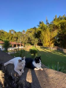 dos gatos sentados sobre una roca en Pousada Cantinho do Mundo, en Brumadinho