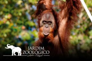 un orang-outan est suspendu à un arbre avec sa bouche dans l'établissement Simpático apartamento no centro, à Lisbonne 3 autres photos