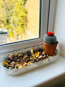 a cactus sitting on a window sill next to a plant at Luxury Morden 4 bedroom Flats which will make you unforgettable in London