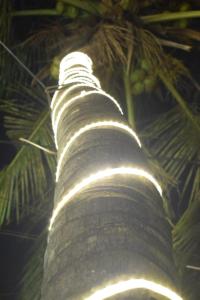 a palm tree with lights on top of it at The Alexis's Guest House in Negombo