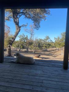 a polar bear laying on the ground under a building at Around the Bend Bungalow in Fredericksburg