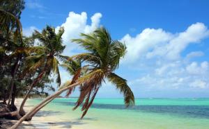 two palm trees on a beach with the ocean at El Dorado Condo 302A in Punta Cana +1 photo