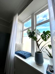 a window sill with a blue cushion and a plant at Lossie Self-Catering Apartment in Lossiemouth