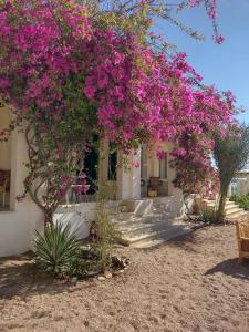 una casa con flores rosas en la parte delantera en Marine Garden Camp, en Dahab