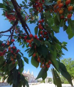 a branch of a tree with red berries on it at Trullo La chicca della valle in Cisternino