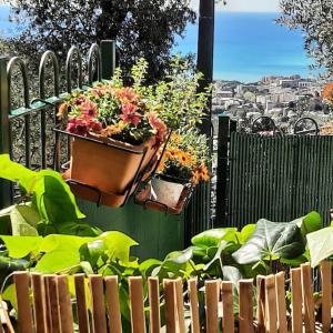 Due piante in vaso sono appese a una recinzione di Dal Moro 44 
