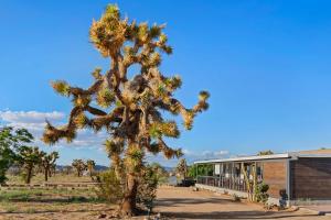 uma árvore em frente a um edifício em Joshua Tree Sunrises and Sunsets, Hot tub, Star Gazing, Pet Friendly em Yucca Valley