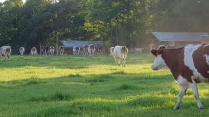 a herd of cows grazing in a field of grass at Glamping des 2 Marguerites in Bazoches-au-Houlme +2 photos