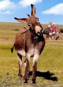 a brown donkey with flowers on its head in a field at Big Apartman for1 or2or3or4 in Split