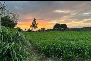 a field of crops with a sunset in the background at Sattva Farmstay in Bangalore