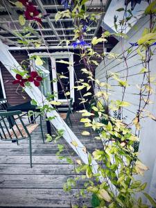 une terrasse couverte avec un banc et une plante dans l'établissement Plateliai Samogitia Barn, à Plateliai