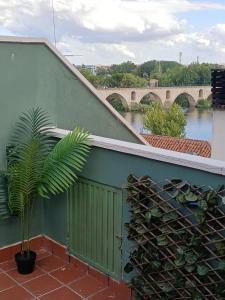 a plant on the side of a green wall with a bridge at LOS PEPINOS ( mi lugar favorito ) in Zamora