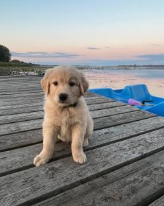 a brown puppy sitting on a dock next to the water at Sun Chaser Bay in Carrying Place