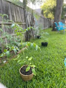 uma pequena planta em um pote em um quintal em The Coziest Cottage in Waxahachie em Waxahachie