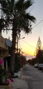 een palmboom aan de kant van een straat bij La Colline de Chott Meriem appartements in Sousse