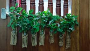 Parę waz z roślinami na ścianie. w obiekcie Maison Model d'Angkor w Siem Reap