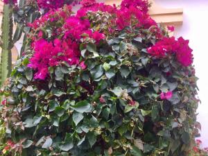 A garden outside Windsor Panoramic Las Americas