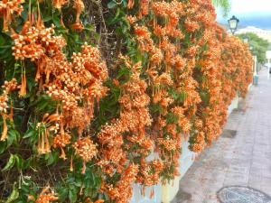 A garden outside Windsor Panoramic Las Americas