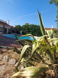 a plant in front of a swimming pool at Quinta D'Avó in Setúbal