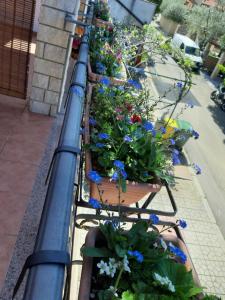 uma fila de vasos de plantas numa varanda em Adria Vrsar em Vrsar