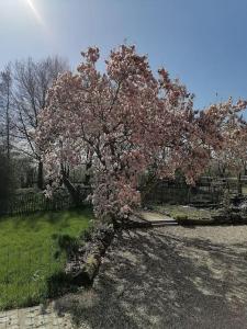 drzewo z różowymi kwiatami na podwórku w obiekcie Gite rural La Ferme du Semeur-Zaaiershof w mieście Lessines