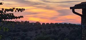 - une vue sur le coucher de soleil d'un champ arboré dans l'établissement Agriturismo I Casamenti, à Istia dʼOmbrone
