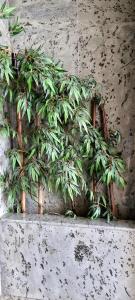 a plant sitting on top of a wall at VistasAragon in Vigo