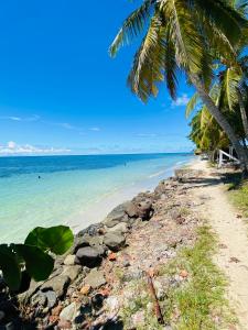 una playa con una palmera y el océano en L’Appart Watalibi en Sainte-Luce