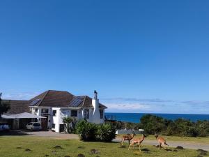 three giraffes walking in front of a house at Cove View B&B in East London