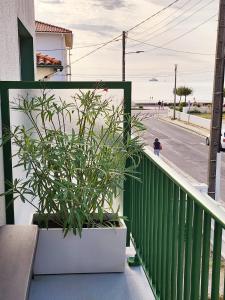 een plant in een witte pot op een balkon bij Appartement vue mer in Saint-Georges-de-Didonne