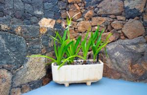 a plant in a white pot sitting in front of a wall at Luxury Suite Volcan I in Mácher