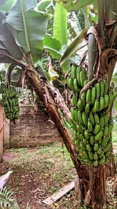 Sítio em Itapecerica da serra في إتابيسيريكا دا سيرا: حفنة من الموز معلقة من شجرة الموز