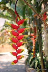 um close-up de uma flor vermelha em uma planta em Sítio em Itapecerica da serra em Itapecerica da Serra