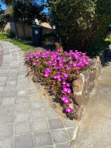 Zahrada ubytování ADA Homestay