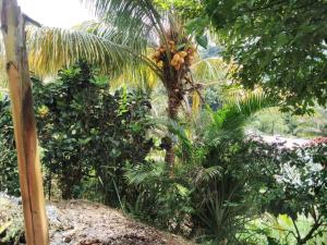 a palm tree with a bunch of coconuts on it at Ian Creole Garaden Cottages in Roseau