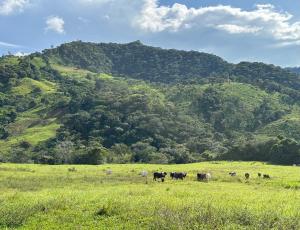 eine Herde Vieh, die auf einem Grasland weidet in der Unterkunft Villa medici macarena - camping in San Juan de Arama + 11 Fotos