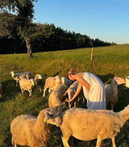 a woman standing in a field with a herd of sheep at Zerko Holiday Home - Vineyard Chalet With Sauna and Jacuzzi FREE in Mirna