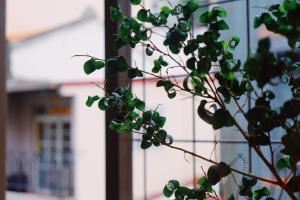 una planta con hojas verdes frente a un edificio en Funzpace, en Hengchun