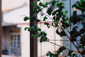 a plant with green leaves in front of a building at Funzpace in Hengchun South Gate