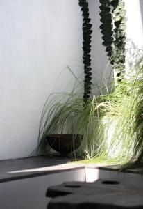 een plant op een plank naast een raam bij Tropius Homestay in Banyuwangi