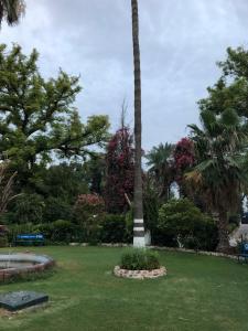a palm tree in the middle of a park at Spinghar Royal Hotel in Jalalabad 