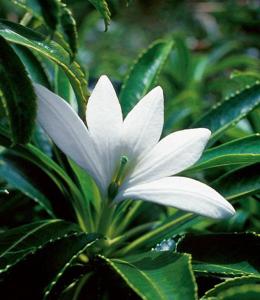 a white flower on a plant with green leaves at Ohana RBNB studio "Havai " in Uturoa