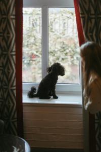 un petit chien noir assis sur un rebord de fenêtre dans l'établissement Art Hotel Roma, à Liepāja