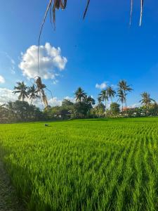 a field of green grass with palm trees in the background at Nunu Bali Eco Friendly Retreat in Canggu